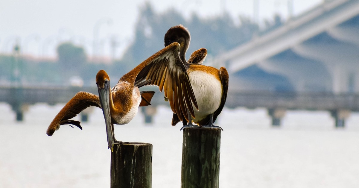 two pelicans