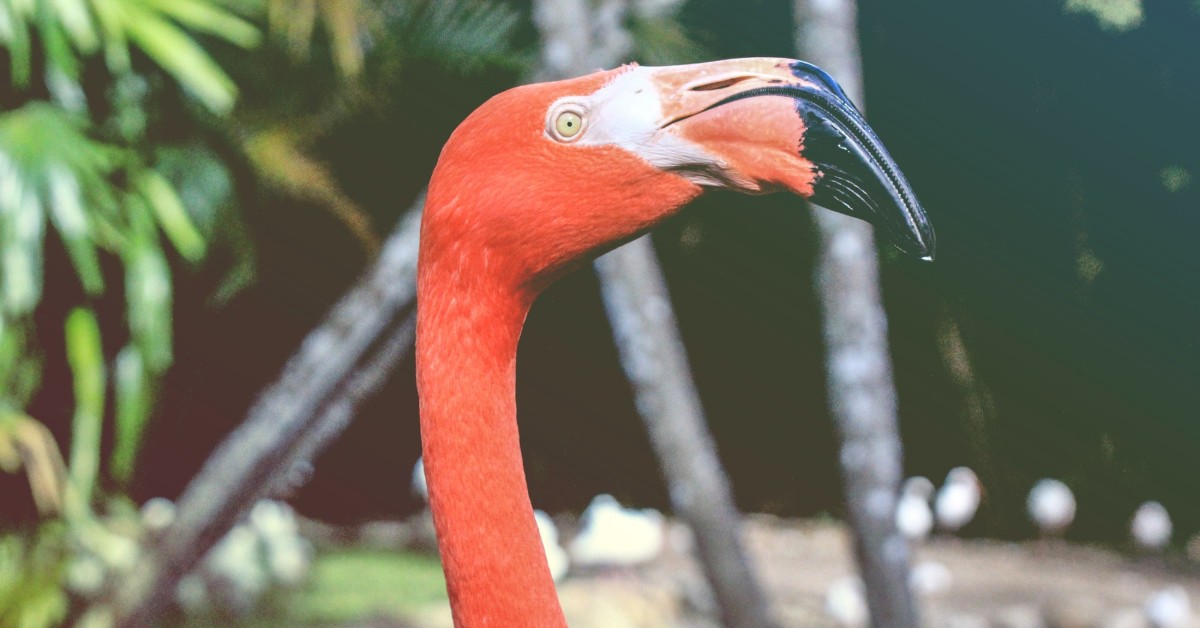 pink flamingo in Florida park