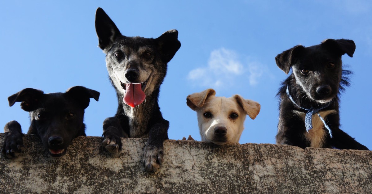 four dogs looking over a ledge smiling