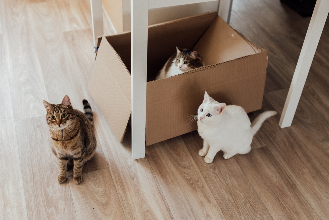 Tips on Moving with Pets