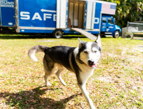 Moving with Pets in 2025: 15 Expert Tips for a Stress-Free Relocation with Dogs, Cats & More